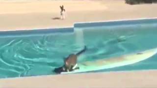Смешные сюжеты с животными и людьми