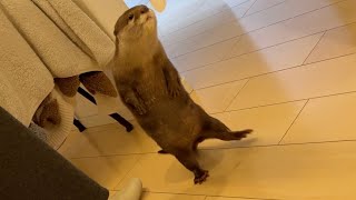 一生懸命ついてくるカワウソが可愛いと思ったらまさかの真実が…！ Those otter that follow me so hard are adorable!