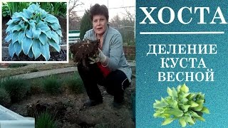 Размножение хосты делением куста. Размножение хосты весной.