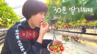 [VLOG] 고령에 딸기체험 왔슴다 (호주워홀 딸기농장 각??)