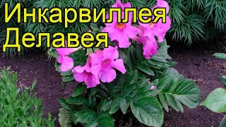 Инкарвиллея делавея. Краткий обзор, описание характеристик, где купить саженцы incarvillea delavayi