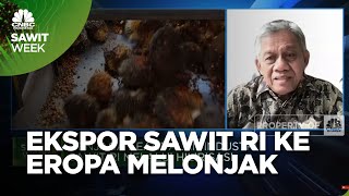 UU Anti-Deforestasi Disahkan, Ekspor Sawit RI ke Eropa Justru Melonjak
