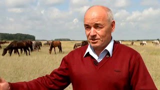 Алтайское коннозаводство