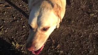 AMPUTEE PA DOG PARK