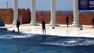 Двойное сальто дельфинов. Дельфинарий SeaAlanya (Турция. Алания)