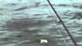 Ловля на поппер силиконовый Garry Angler