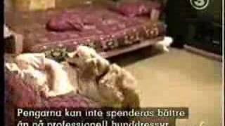 Lil girl got humped by a horny dog