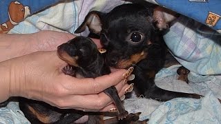 Рождение щенка мини Той Терьера. Childbirth Toy