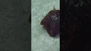 #Slimestar and #seaurchin in the #deepsea via #nautiluslive