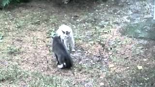 Разборки котов