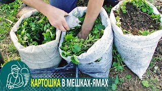 Посадка картофеля в мешках-ямах ???? Эксперимент Гордеевых по выращиванию картошки