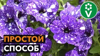 КАК ПОСЕЯТЬ ПЕТУНИЮ НА РАССАДУ