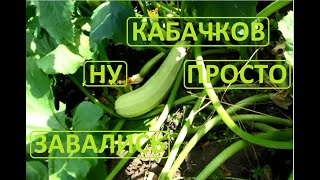 КАБАЧКИ мы выращиваем рассадой