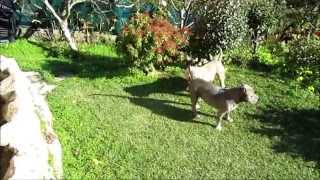 VIPEONS GRAN DALY X PASSION BULLY MIA