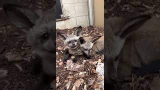 Bat-eared Fox Kits Nap Time - Cincinnati Zoo #shorts