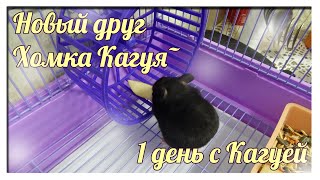 Новый друг~|Хомка Кагуя