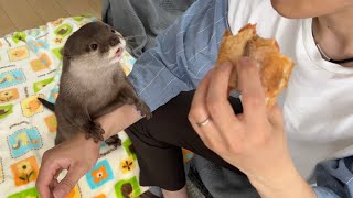 サーモンのパンを食べてるところにカワウソと出くわしてしまった！！ I just ran into an otter while I was eating some salmon bread!
