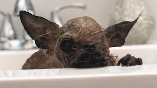 This one-eyed tripod dog looks like a weird bat