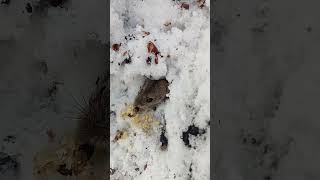 Мышка / The mouse