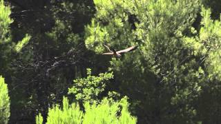 NATURA 2000 IB AIRE DEMO