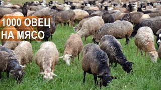 1000 ОВЕЦ НА МЯСО. Фермер Андрей Степаненко. Бизнес в овцеводстве