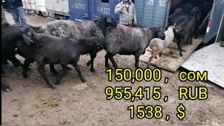 Покупка барана-производителя Молбозор нархи Гусфанд ва Буз, Ленски район