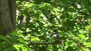 Semi-collared flycatcher in Bulgaria