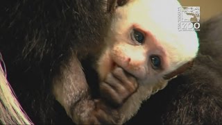 Tiny white newborn monkey arrives at Cincinnati Zoo