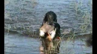Caza De patos con  Drahthaar.-