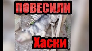 Повесили хаски I Издеваются над животными