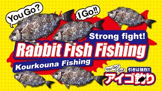アイゴ釣り/Kourkouna Fishing/Rabbit Fish Fishing