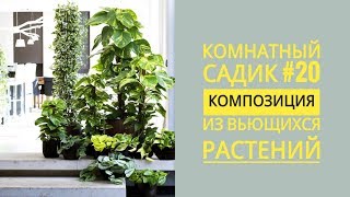 Комнатный садик #20. МИКС ИЗ ВЬЮЩИХСЯ РАСТЕНИЙ. Высаживаю черенки.