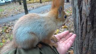 Орехи для Копии и других белок / Nuts for Copy and other squirrels