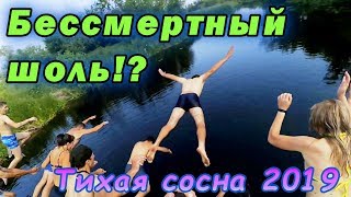 БЕССМЕРТНЫЕ! Прыжки в воду. Тихая сосна 2019.