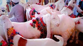 Goats of Mangal Bugti|Gulabi Goats|Goat Farming