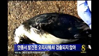 [안동MBC뉴스]안동 발견 오리사체 음성 판정