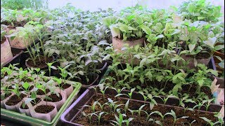 Чем Подкормить Рассаду, Чтобы Она Была Крепкой.