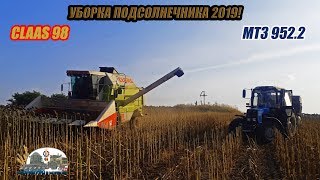 Мтз 952.2 и Мтз 80 трудятся с комбайном Claas 98 на уборке подсолнечника 2019!