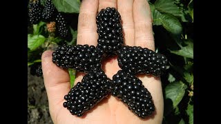 Ежевика Натчез. Сезон 2017 (Blackberry Natchez. Season 2017)