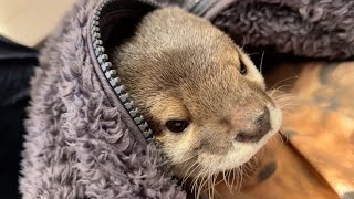 いつの間に飼い主の服に入ってるカワウソとそれをしばきあげる猫 Otter in owner's clothes before long.