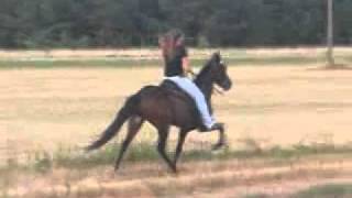 Friday single-footing 1/2 standardbred 1/2 walking horse