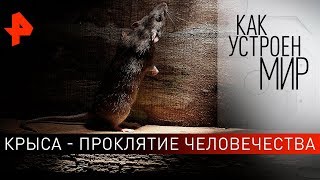 Крыса - проклятие человечества. "Как устроен мир" с Тимофеем Баженовым (31.10.19).