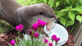 旬のカンパチをインスタ映えながら爆食する女子カワウソ Female otter eating seasonal greater yellowtail
