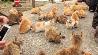 どこを見ても猫だらけ！猫の楽園「猫島（青島）」で大量の猫と戯れてきた！（Part 6）
