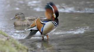 Mandarin Duck - Aix galericulata