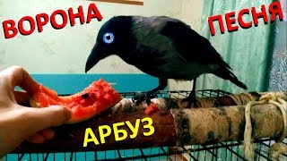 Жена поёт вороне песню, а ворона жуёт арбуз