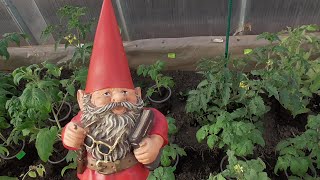 Томатные Гномы в теплице для получения раннего урожая. Какие плюсы я обнаружила у Томатных Гномов?