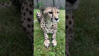 Cheetah Nia on her Birthday - Cincinnati Zoo #shorts