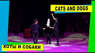 Смешные коты и собаки номер. Funny cats and dogs act. #Circus #Cirque #Цирк #Zirkus