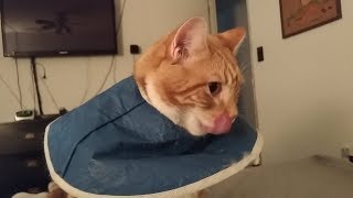 Buddy Cat - Lip Licking